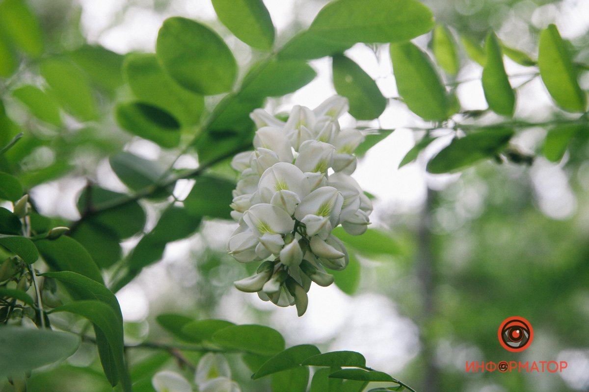 Сладкие цветы