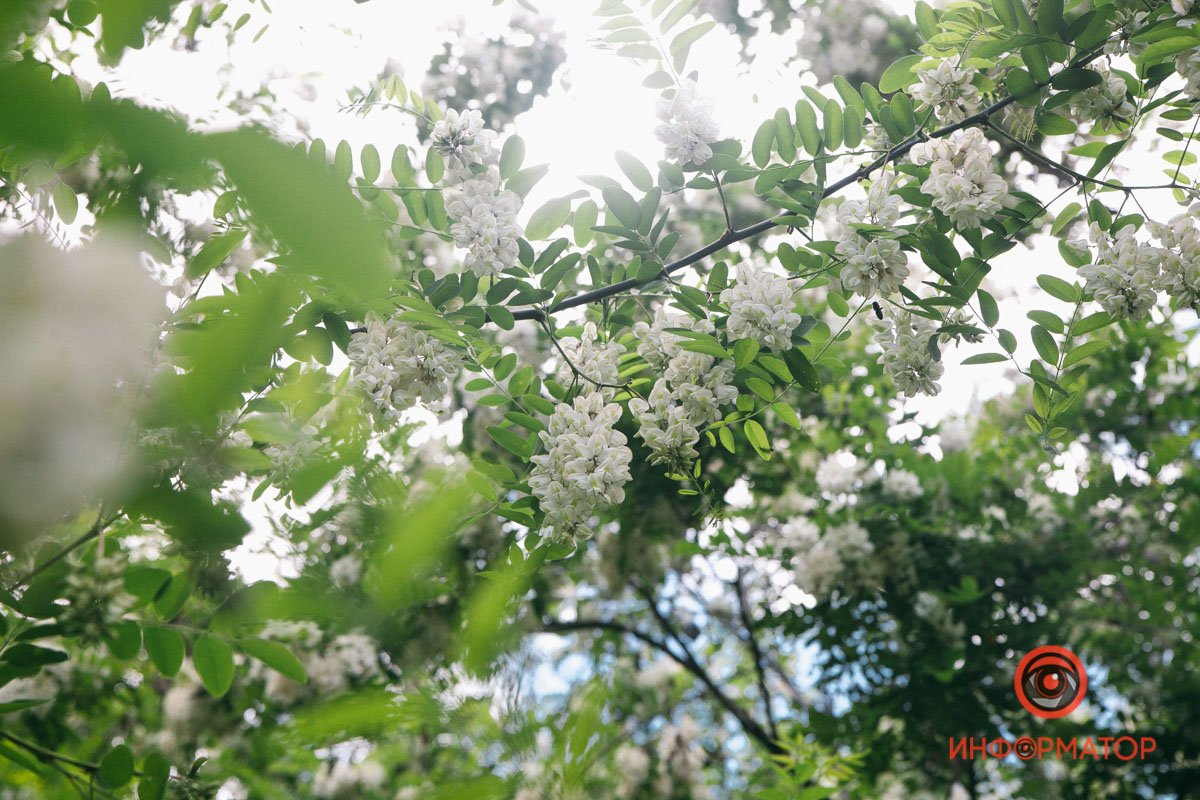 Райские сады