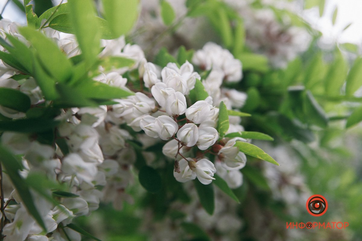 Они прекрасны 