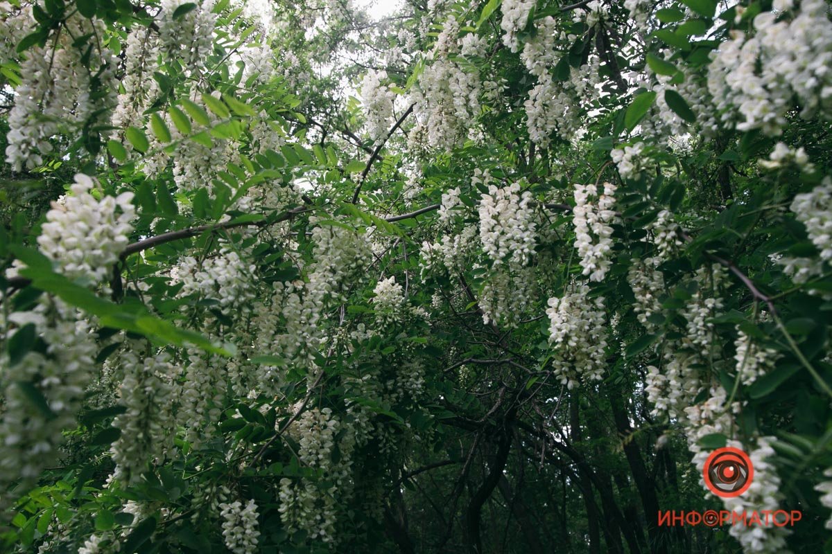 Арка из акации