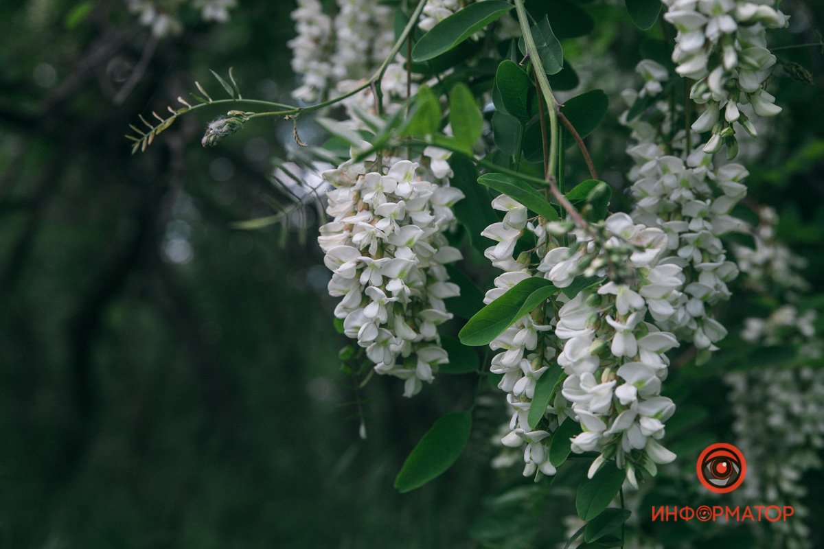 Акации свесили свои грозди