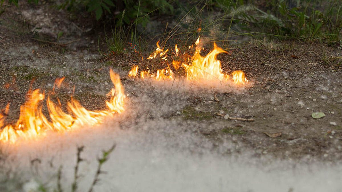 В Днепре в парке Глобы из-за женщины, которая сжигала пух, начался пожар