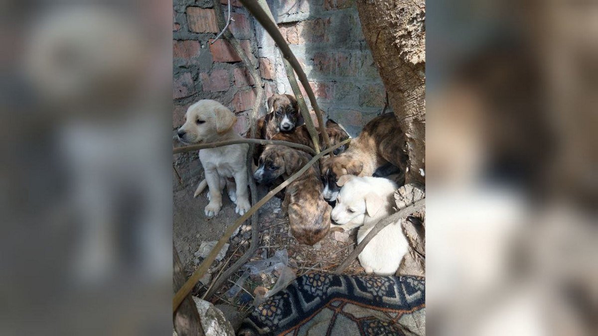 Животные ищут дом: где в Днепре найти себе кота или собаку 1