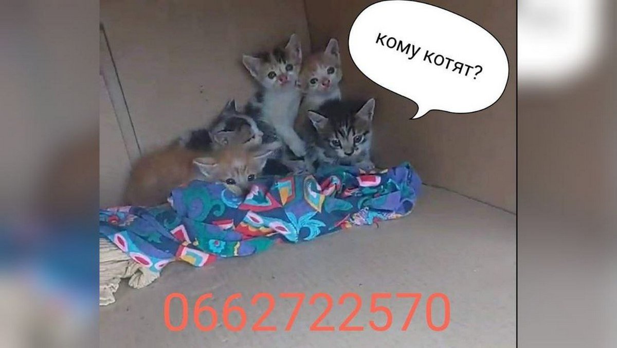 Животные ищут дом: где в Днепре найти себе кота или собаку 2