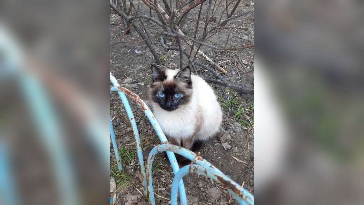 Животные ищут дом: где в Днепре найти себе кота или собаку 3