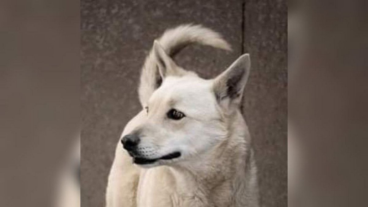 Животные ищут дом: где в Днепре найти себе кота или собаку 4