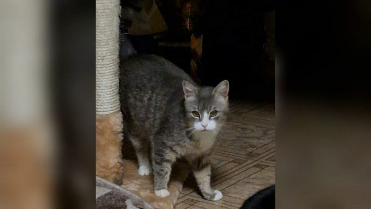 Животные ищут дом: где в Днепре найти себе кота или собаку 5