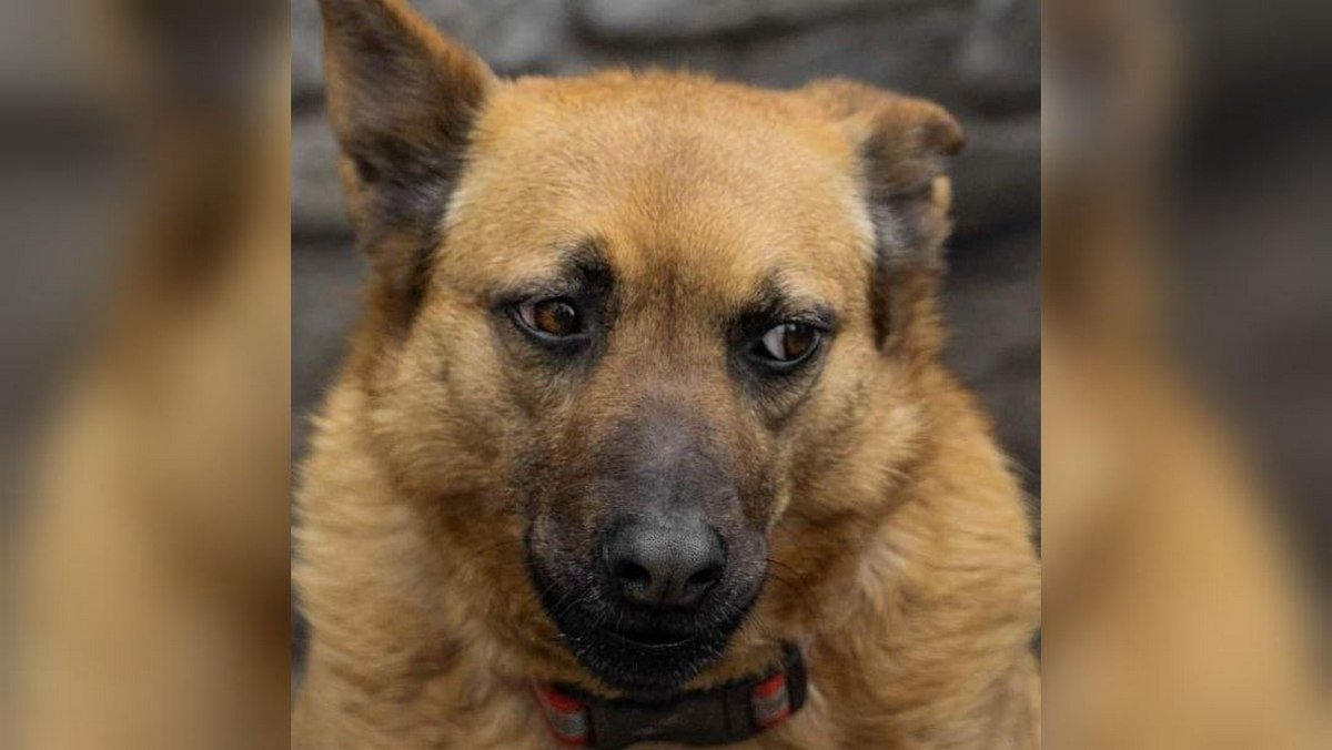 Животные ищут дом: где в Днепре найти себе кота или собаку 6