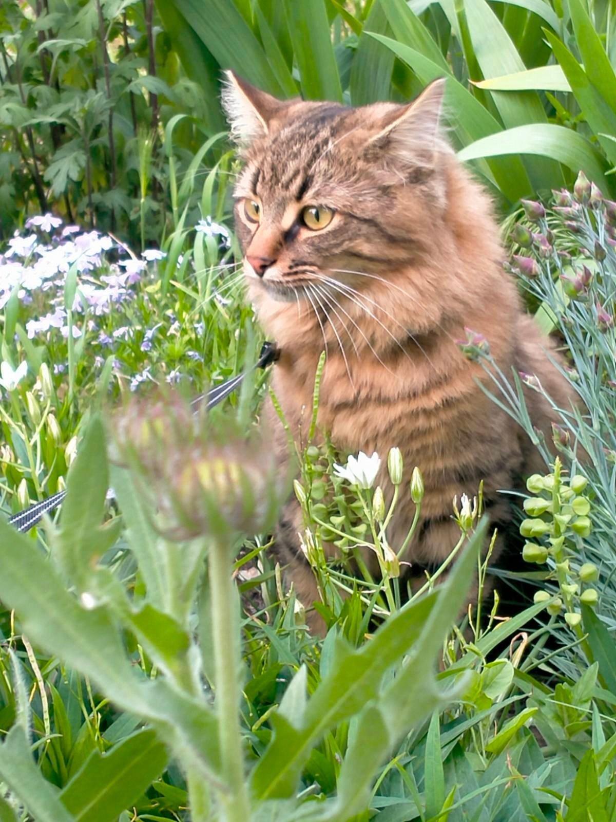 В Днепре пропало много животных: помогите найти 1
