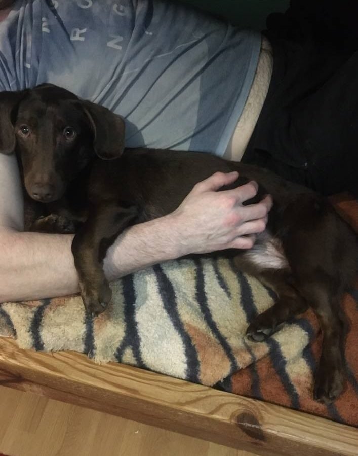 В Днепре пропало много животных: помогите найти 2