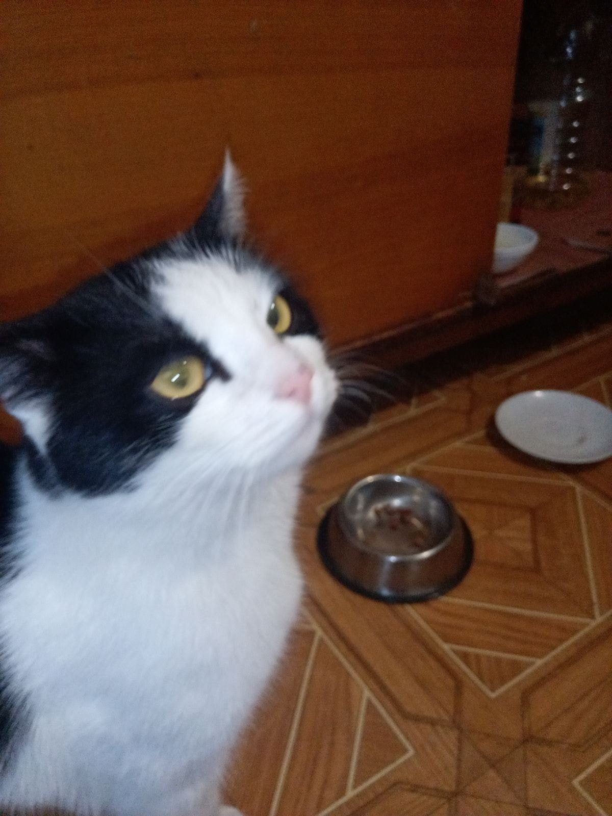 В Днепре пропало много животных: помогите найти 3