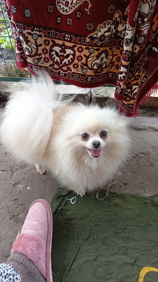 В Днепре пропало много животных: помогите найти 4