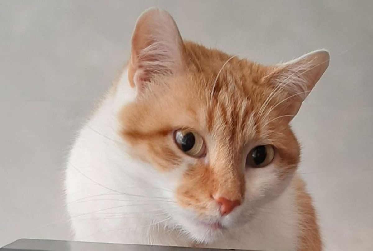 В Днепре пропало много животных: помогите найти 5