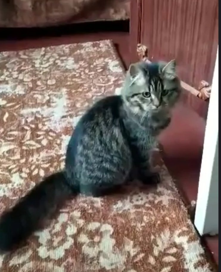 В Днепре пропало много животных: помогите найти 7