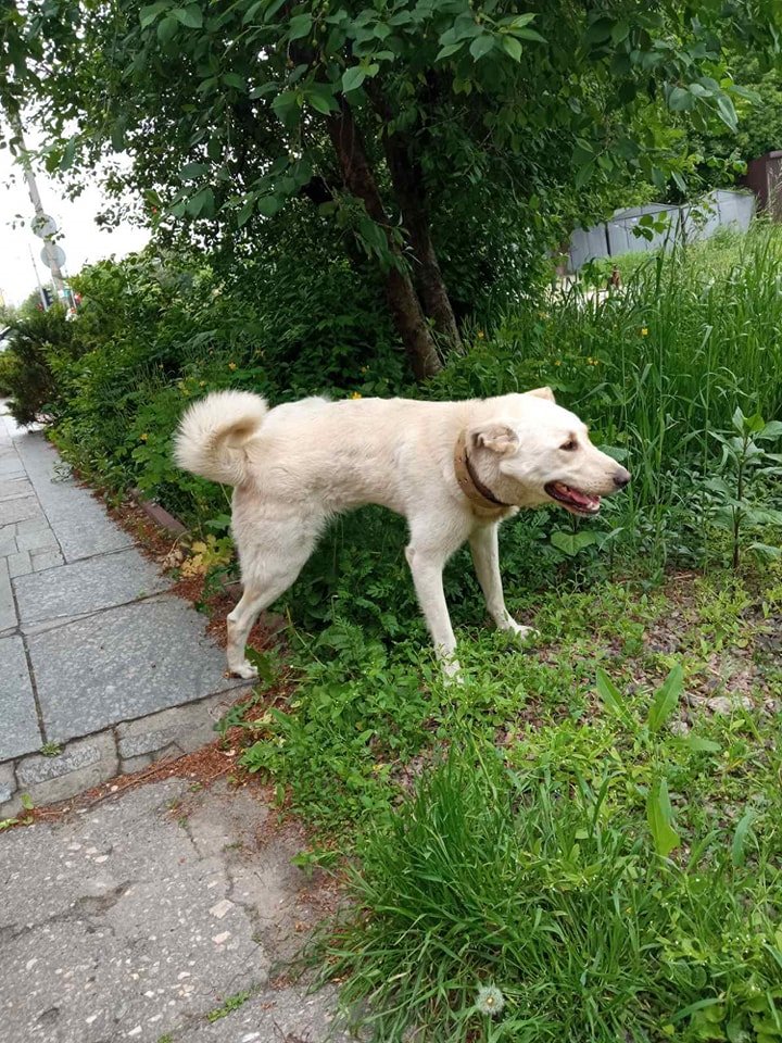 В Днепре пропало много животных: помогите найти 8