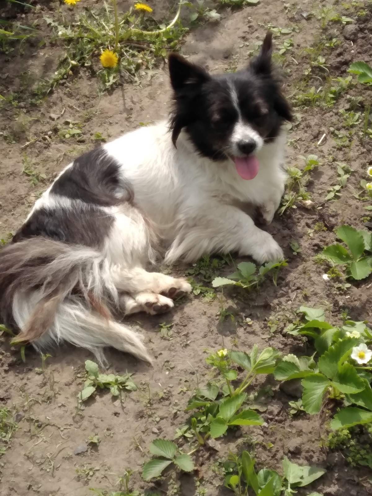 В Днепре пропало много животных: помогите найти 10