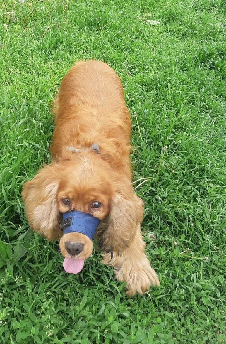 В Днепре пропало много животных: помогите найти 11