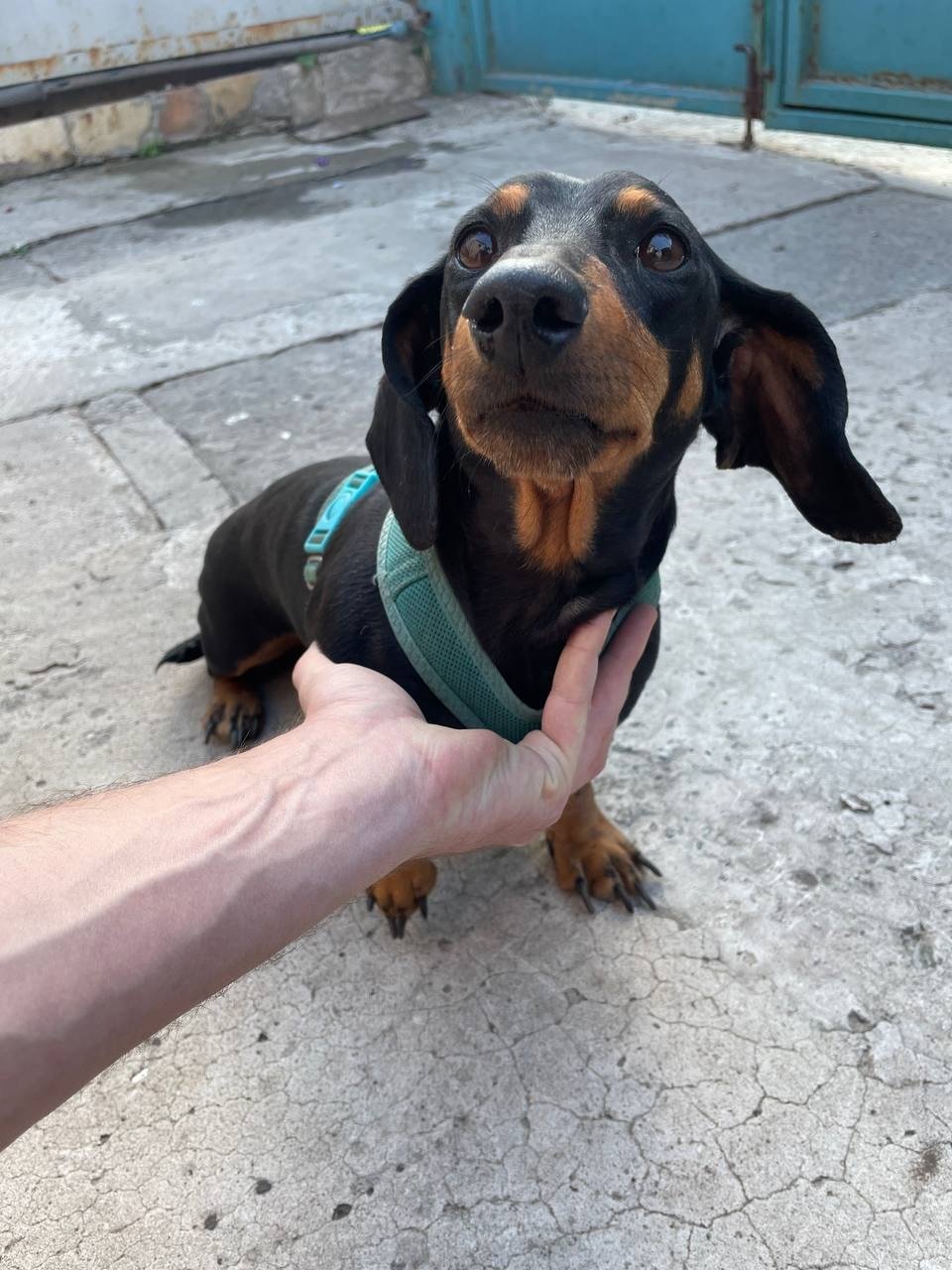 В Днепре пропало много животных: помогите найти 12