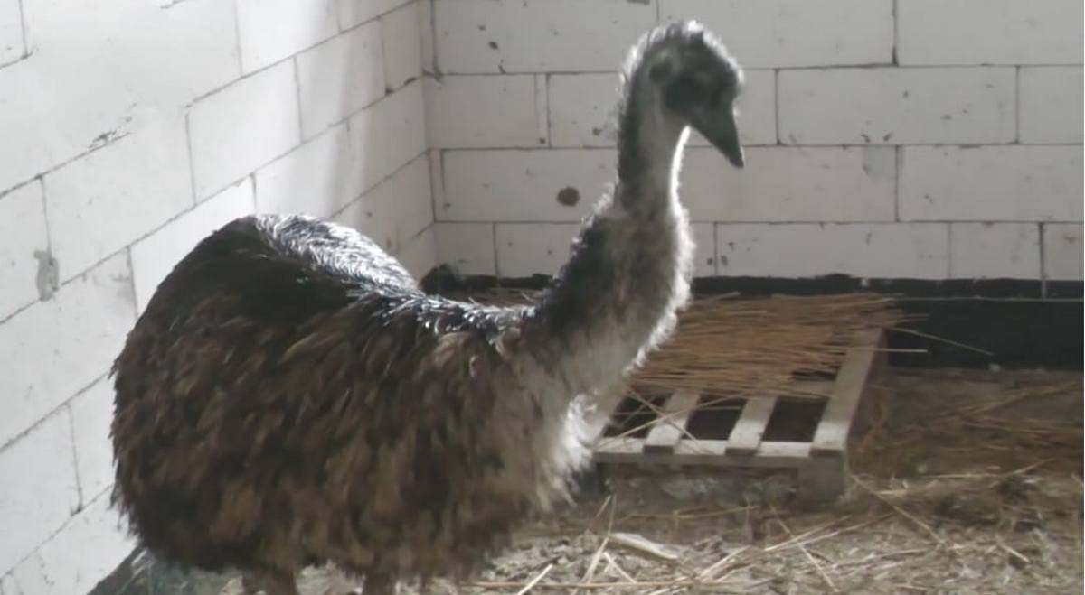 В Днепре в яхт-клубе "Сич" появились страусы с именами Джевелина и Байрактар 1