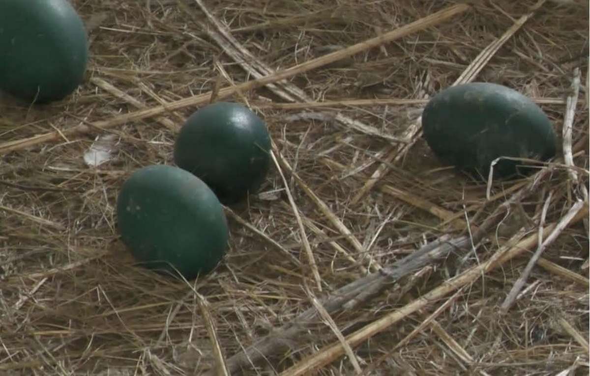 В Днепре в яхт-клубе "Сич" появились страусы с именами Джевелина и Байрактар 2