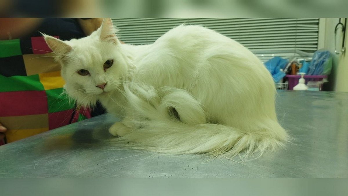 В Днепре пропало много животных: помогите найти 5