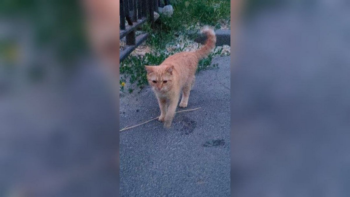 В Днепре пропало много животных: помогите найти 7