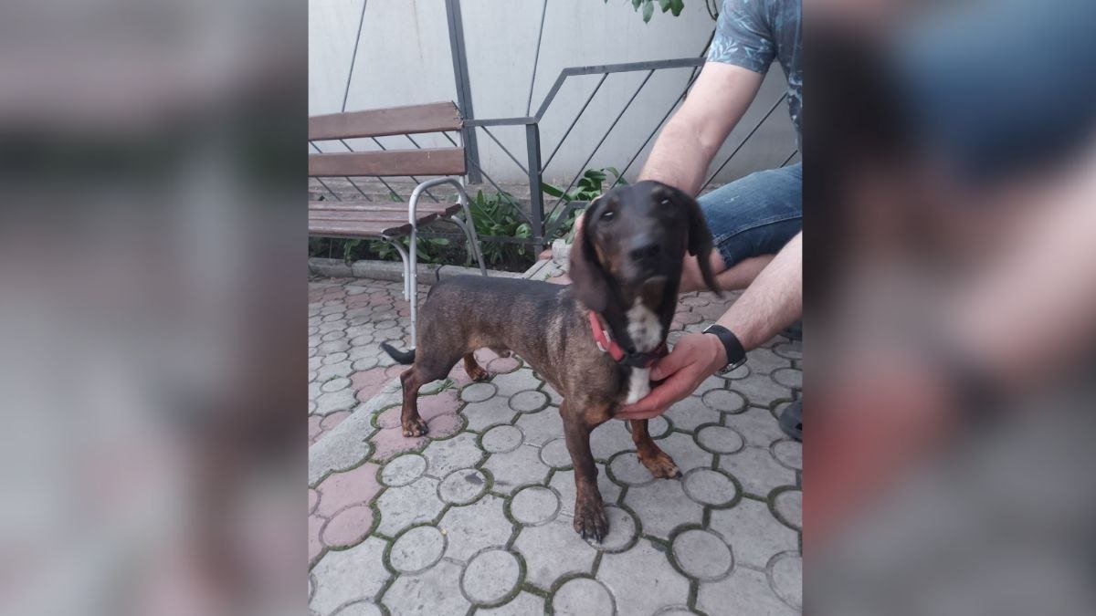 В Днепре пропало много животных: помогите найти 8