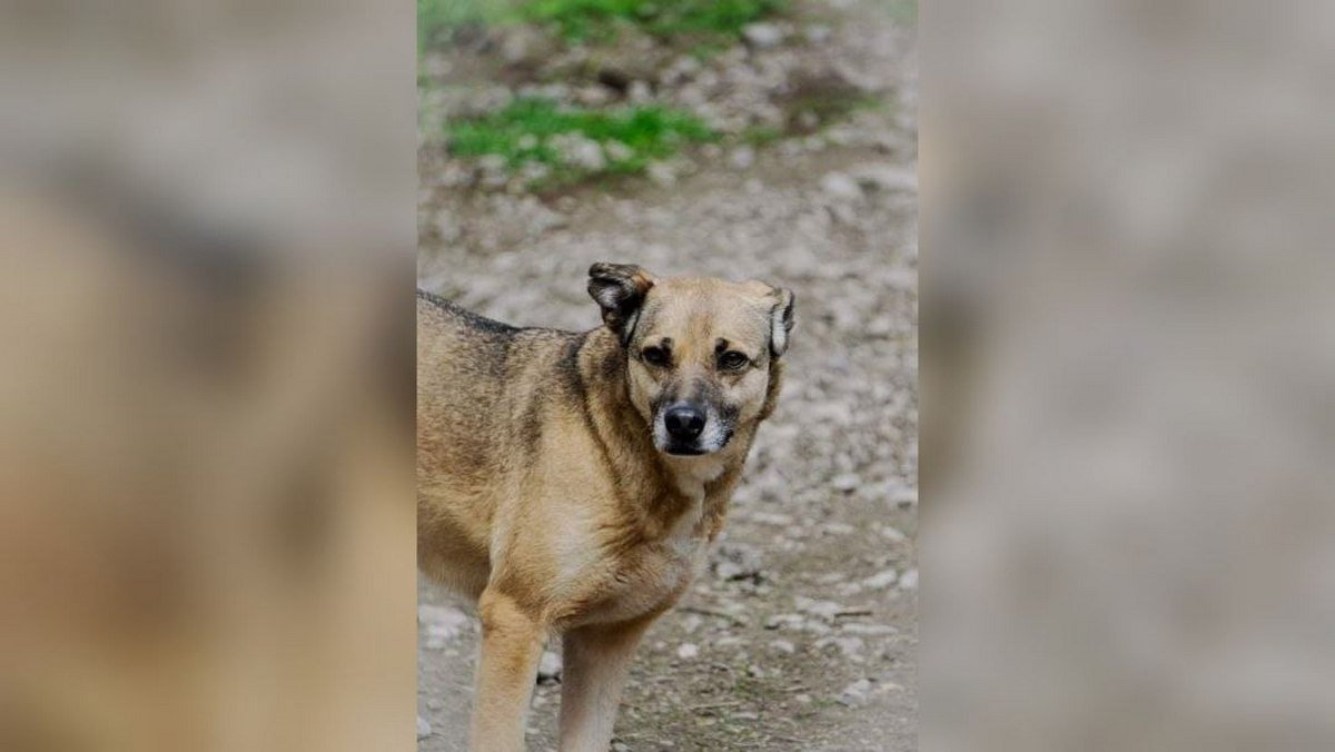 Животные ищут дом: где в Днепре найти себе кота или собаку 1