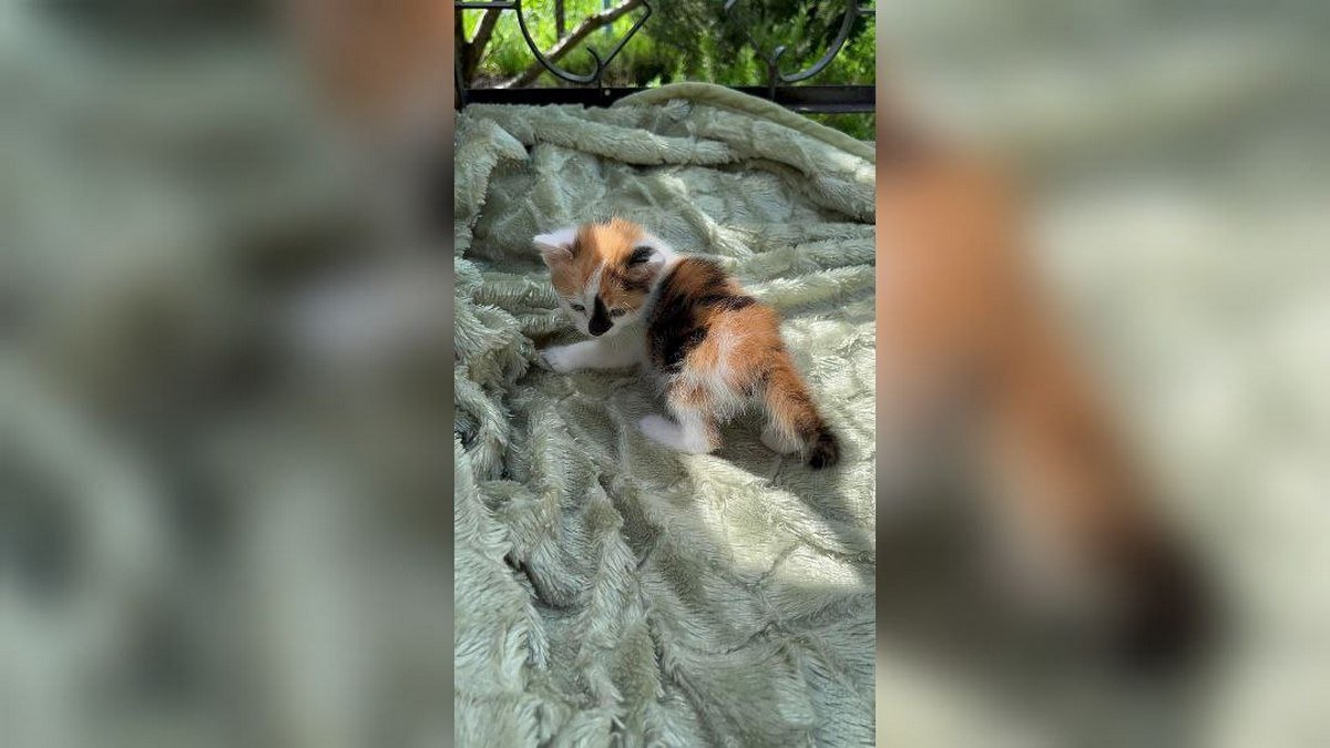 Животные ищут дом: где в Днепре найти себе кота или собаку 2