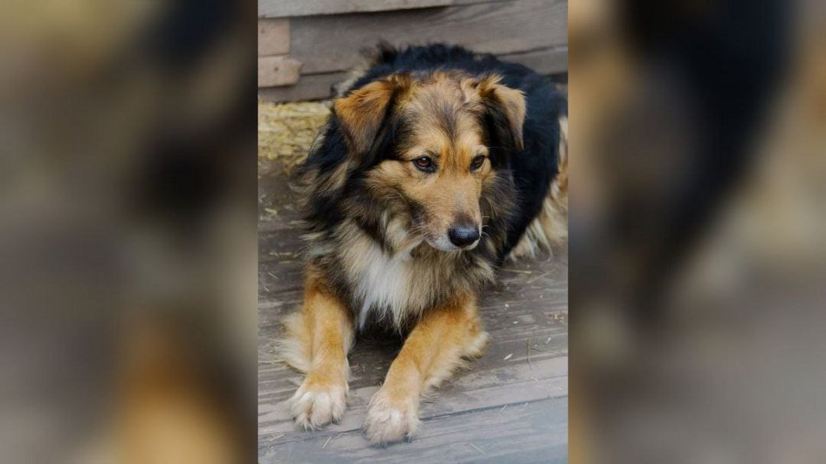 Животные ищут дом: где в Днепре найти себе кота или собаку 3