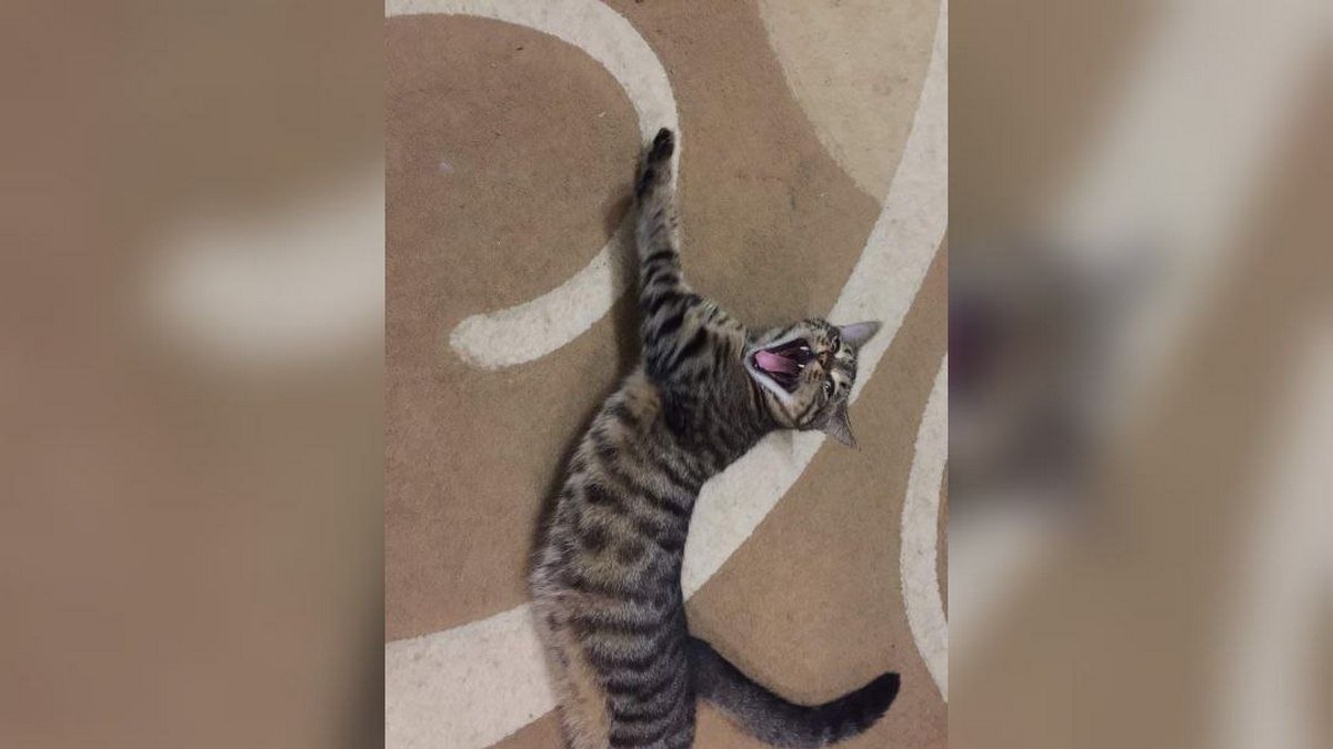 Животные ищут дом: где в Днепре найти себе кота или собаку 4