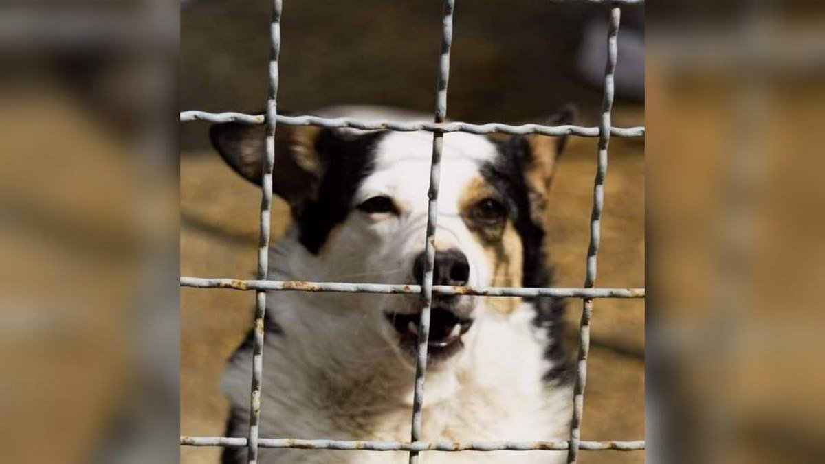 Животные ищут дом: где в Днепре найти себе кота или собаку 5