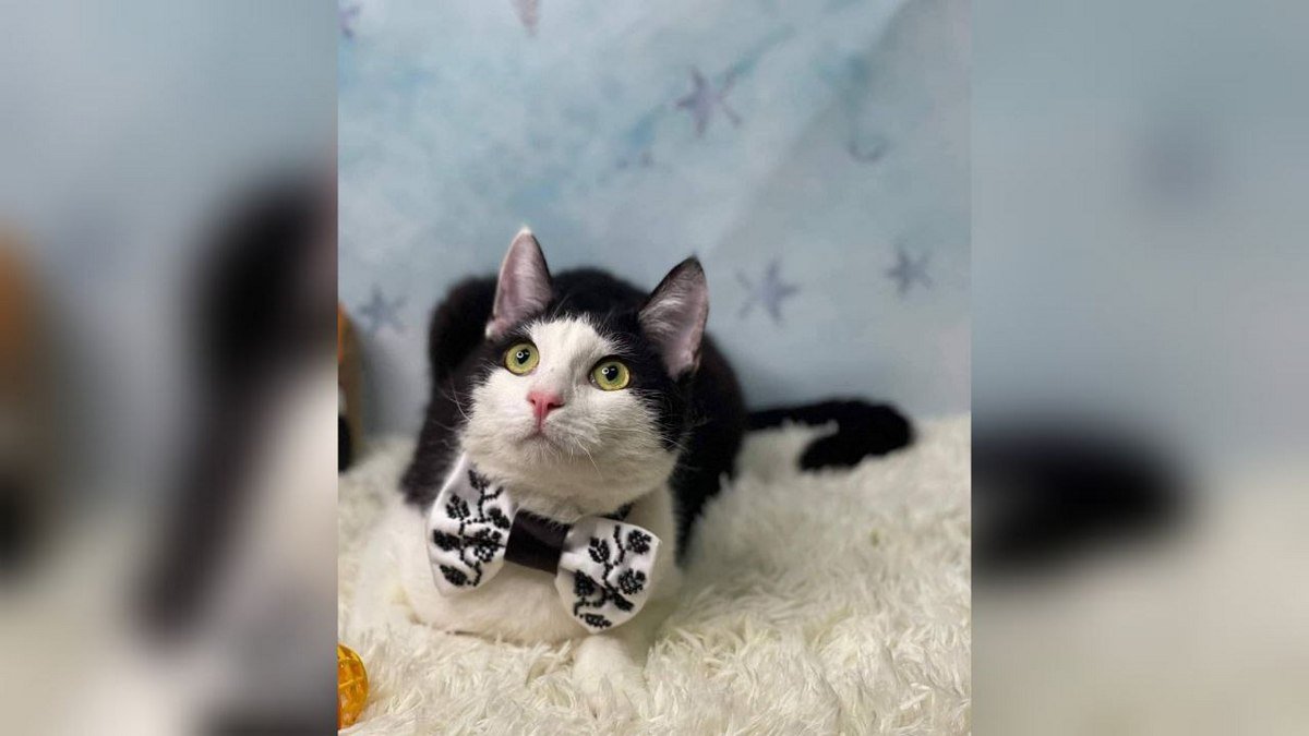 Животные ищут дом: где в Днепре найти себе кота или собаку 6