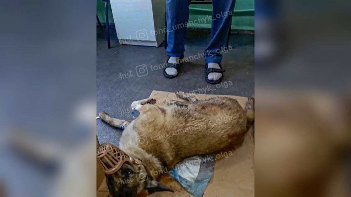 Помогите Васе выжить Помогите Васе выжить