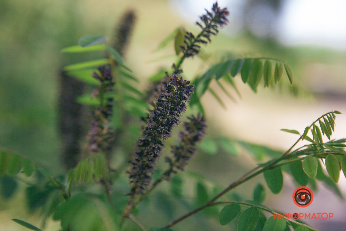 Походе на насекомое Походе на насекомое