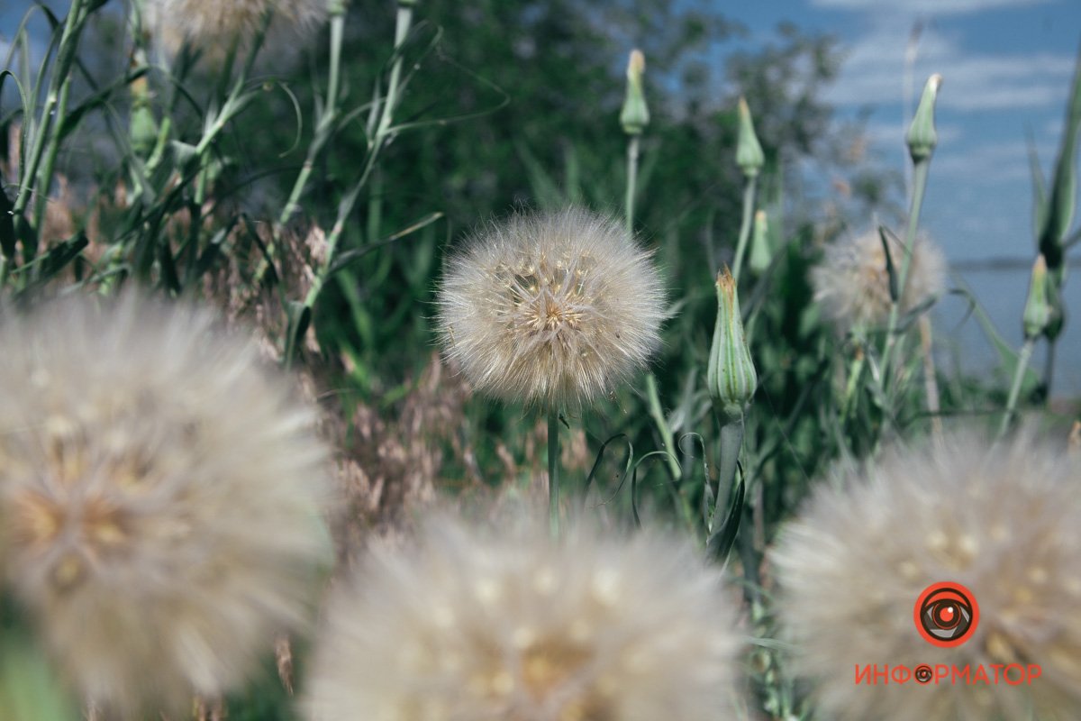 Семья одуванов Семья одуванов