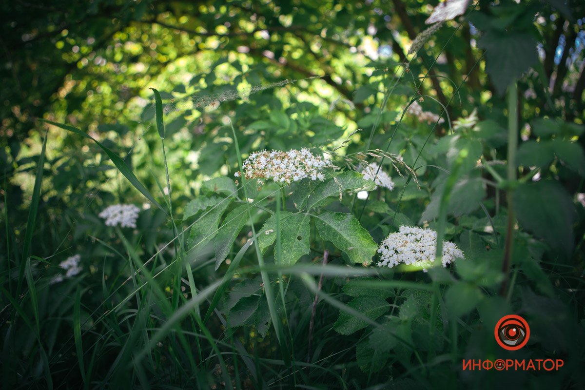 Зацвела бузина Зацвела бузина