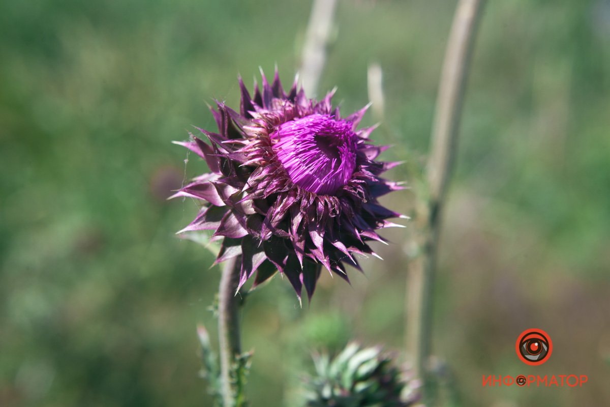 Опасное растение Опасное растение