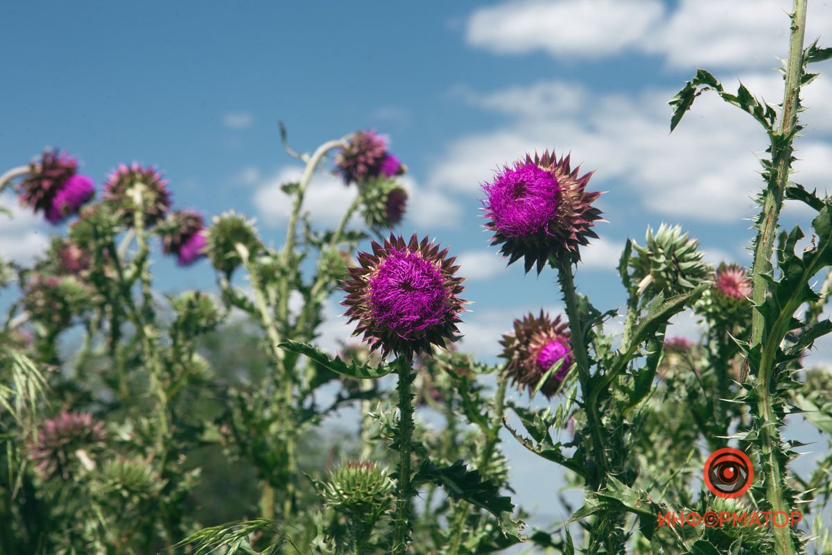 Красивые, но колючие Красивые, но колючие
