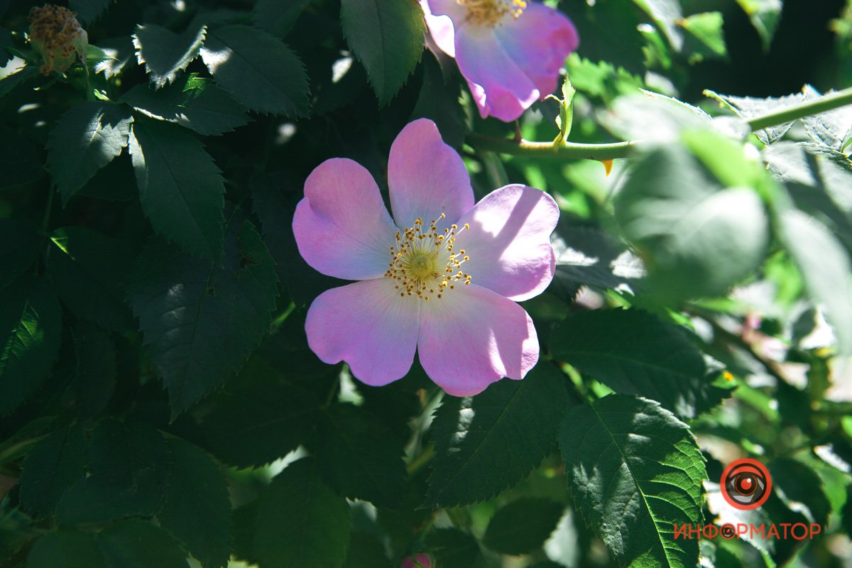 Распустилась Распустилась