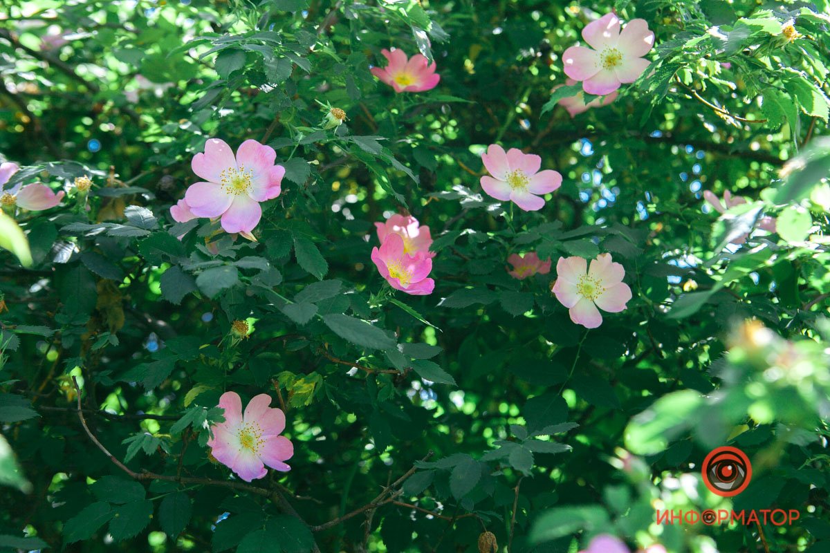 Нежный куст Нежный куст