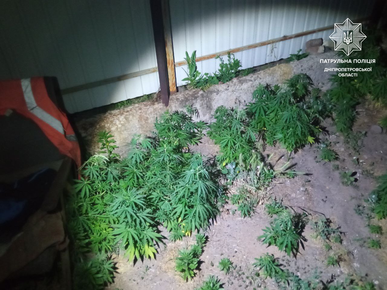 В Днепре мужчина у себя на участке выращивал коноплю 1