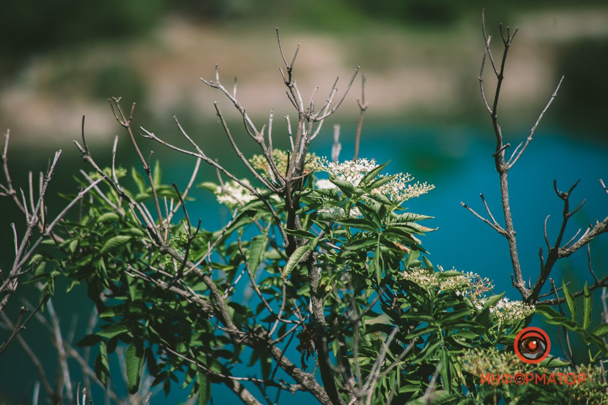 Тянутся к солнцу Тянутся к солнцу