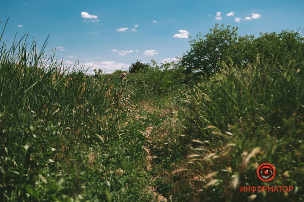 По кустам По кустам