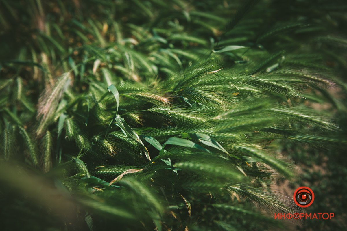 Колосятся Колосятся