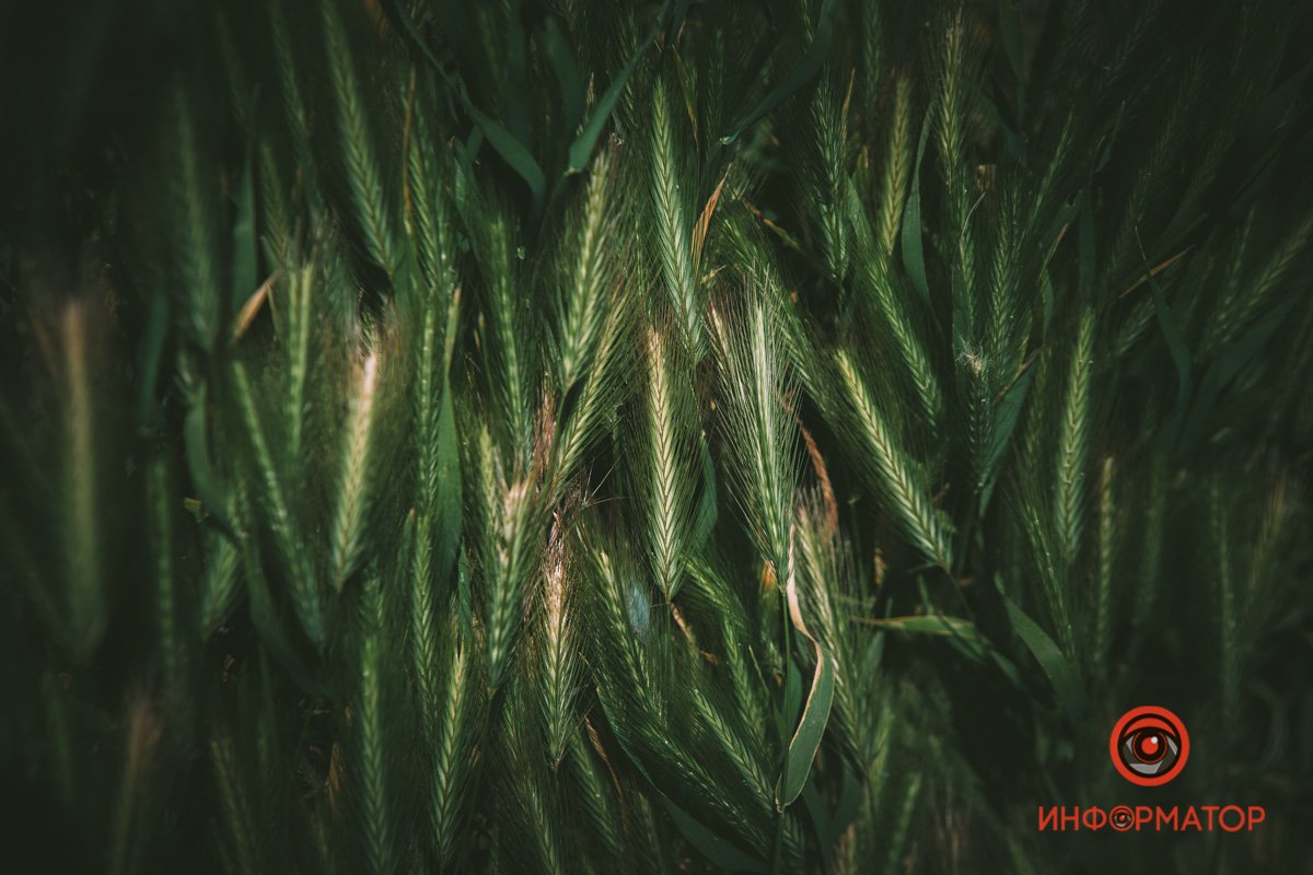 Ковер из колосков Ковер из колосков