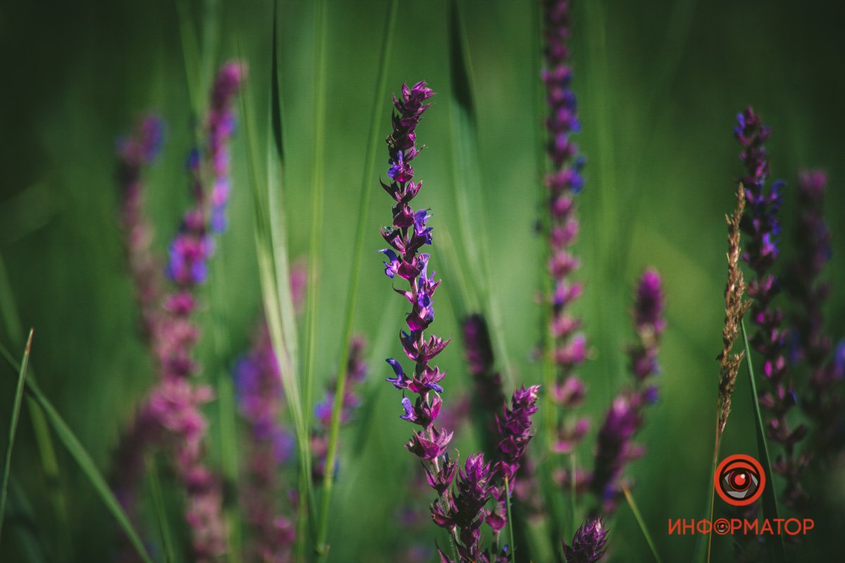 Фиолетовые стебли Фиолетовые стебли