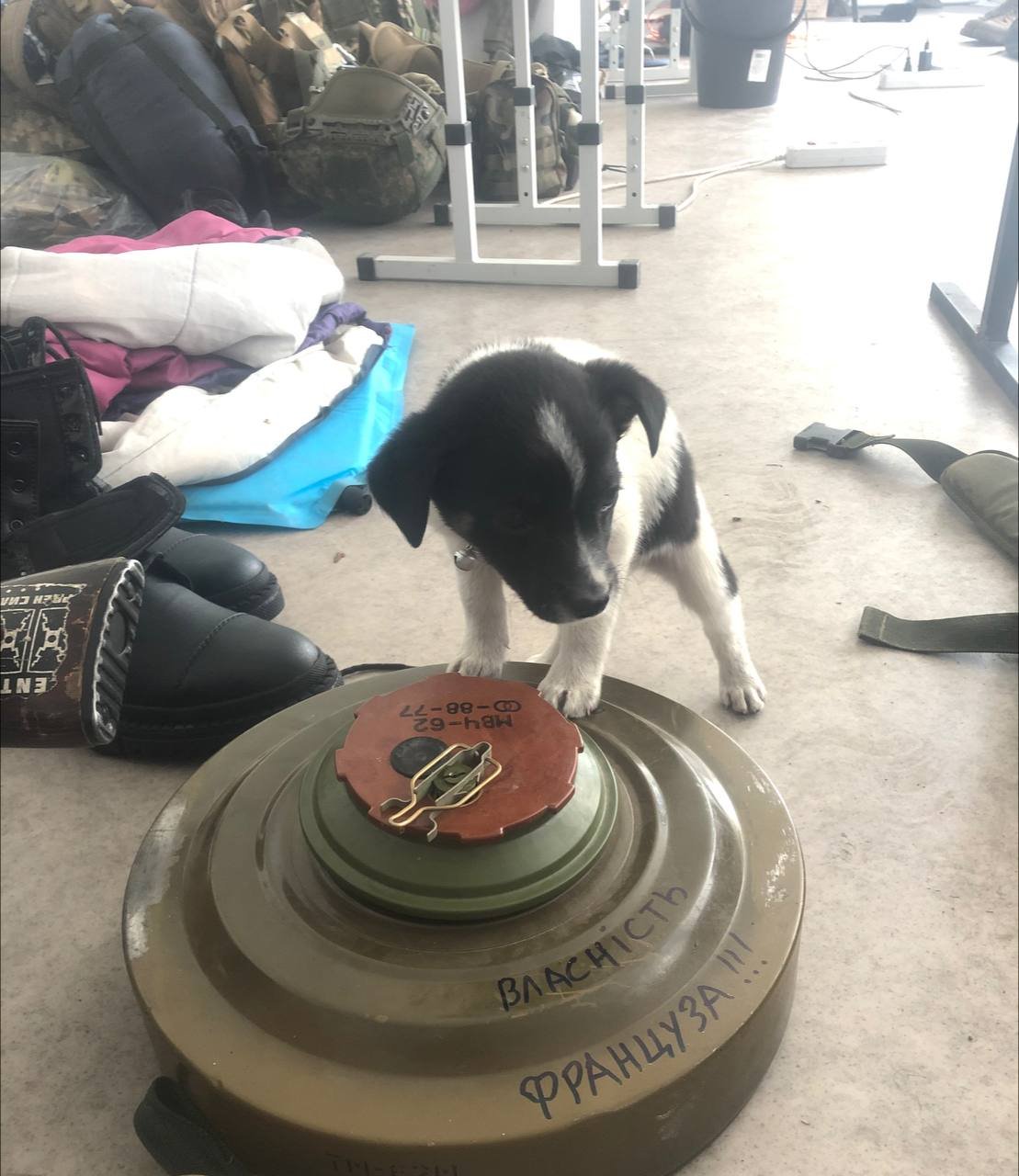 В Днепре ищут дом для щенка Жука, которого спасли военные в Донецкой области 2