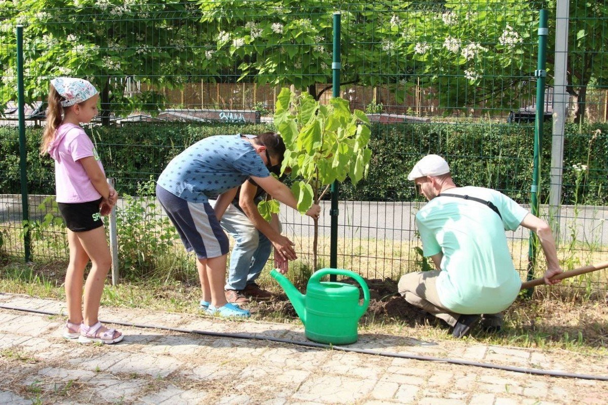 В Днепре в Новокодакском парке переселенцы высадили аллею павловний в знак благодарности 3