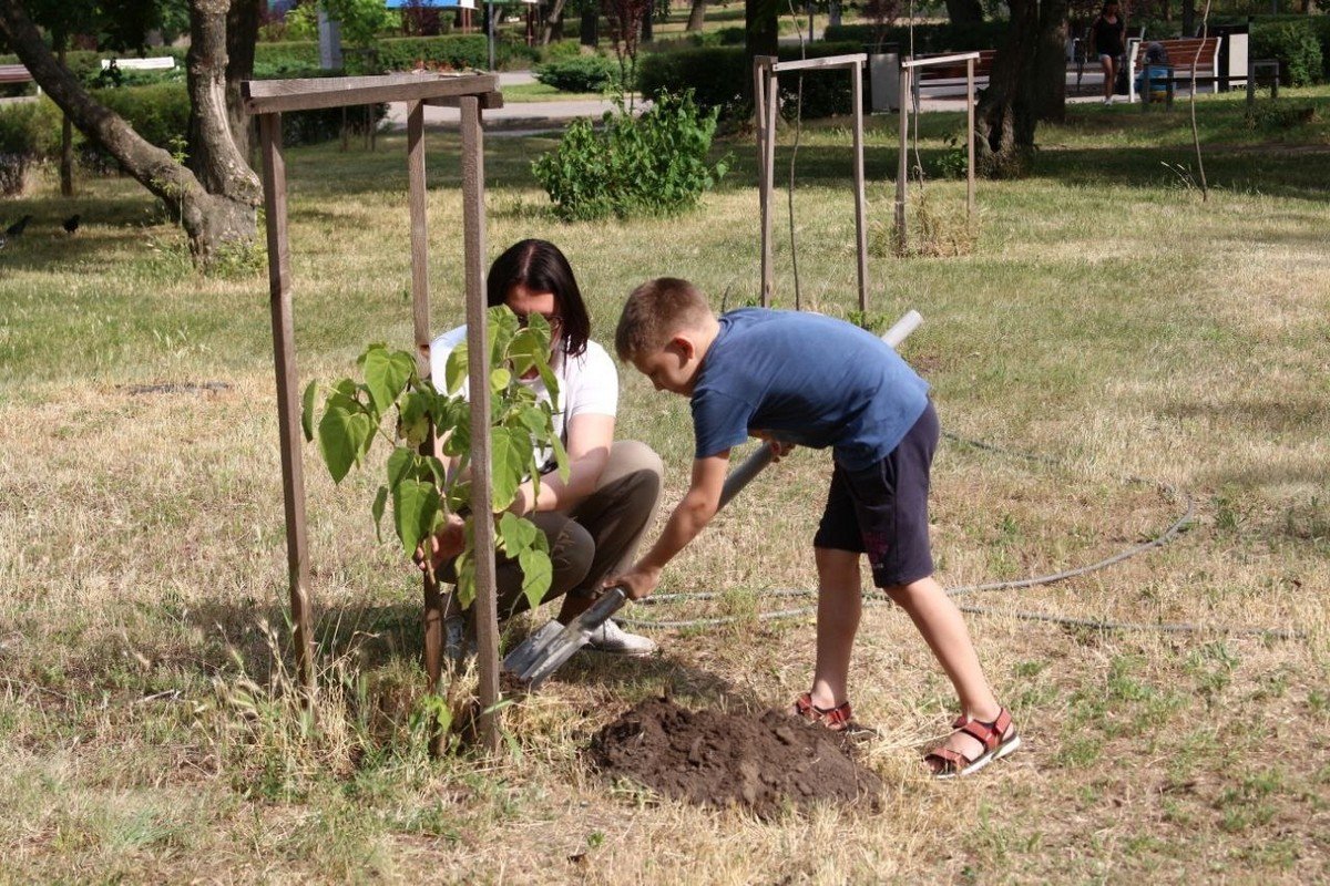 В Днепре в Новокодакском парке переселенцы высадили аллею павловний в знак благодарности 4